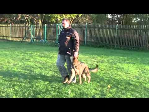 Benny z Dračího údolí, obedience 10 months