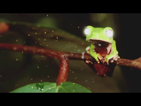 D-Stroyer - Kika (Official Video) [Copyright Free Music]