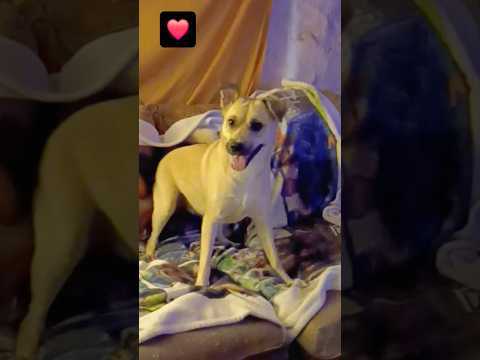 Playful pup enjoying a new toy! #cutedog #short #pets