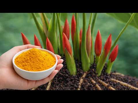 Just One Spoonful! Anthurium Blooms Continuously and Shines All Year Round.