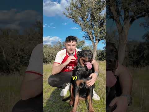 PEGARON una PATADA a mi PERRA #perros