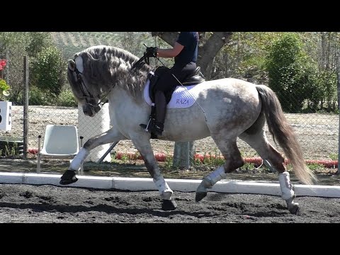 **SOLD** Baroque Andalusian PRE Stallion 2017 - 1,61 cm (#MP650)