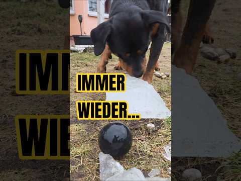 🧊⚾️ Kaum taut der Teich auf – schon ist Ares’ Ball wieder drin