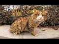 Very Beautiful And Fluffy Tabby Cat Meows Loudly For Food