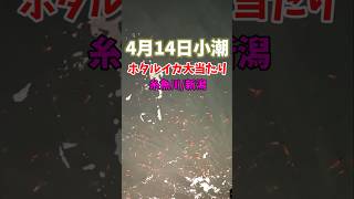 ホタルイカコジキ第1小隊🦑4月14日小潮 #ほたるいか #糸魚川ホタルイカ #爆湧き
