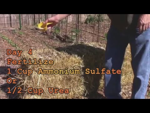 Conditioning, Planting and Growing a Straw Bale Garden - From Day One.