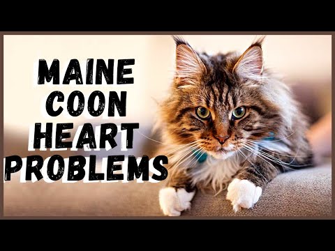 Maine Coon Heart Problems