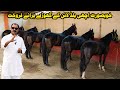 Horse Market Marwari Horse Horse For Sale In Pakistan Desi Horse Farm Horses In Punjab