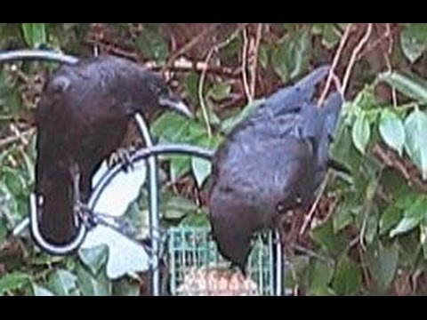 Crow Etiquette at the Suet Feeder