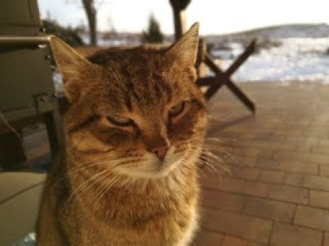 Gościniec Dębowa Samotnia - The Lonely Oak Cottage