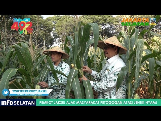 Urban Farming Jagung dan Kacang Warga Bintaro