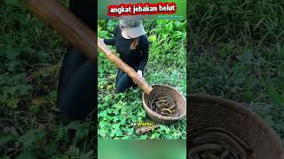 Download lagu Catching eels with bamboo traps #fishing #eel mp3 Download lagu Catching eels with bamboo traps #fishing #eel mp3