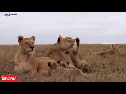 Discovery Wild Animal Fights || 2 Buffalo vs 10 Lion, Hyena & Wild dogs attacks Deer Baboon, tiger