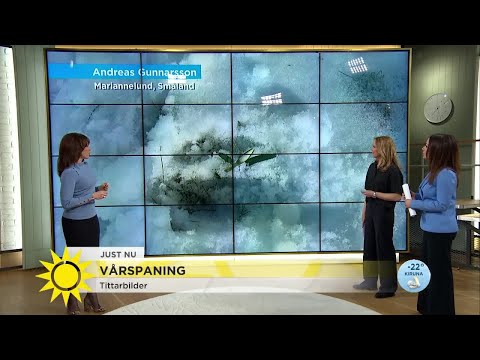 Programledarmissen: Oops vilken fågel var det nu igen? - Nyhetsmorgon (TV4)