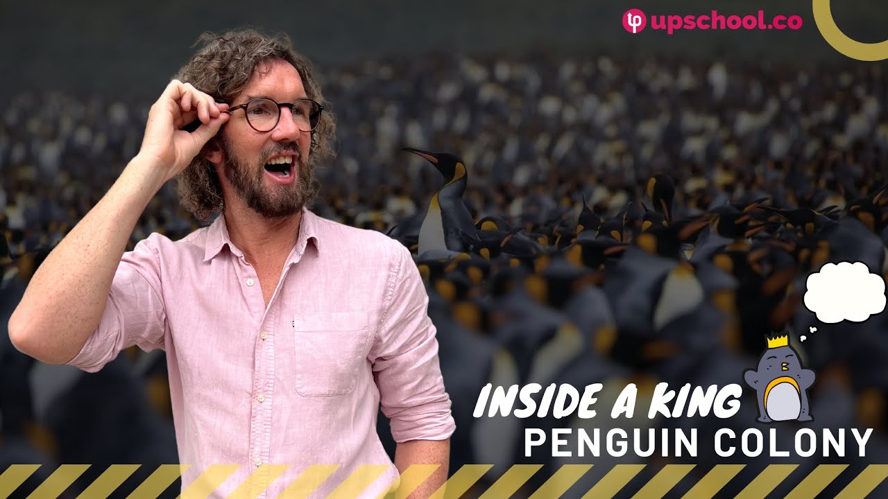 Inside a King Penguin Colony