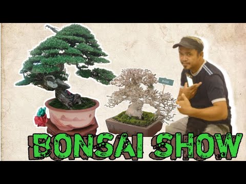 BONSAI SUISEKI INDIGAY SHOW 2023