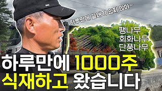 조경수 특묘 1000주 심어드리고 왔습니다 [조경수 재테크, 나무 농사]
