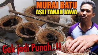Download lagu MENOL4K PUN4H LARWO BURUNG MURAI BATU ASLI TANAH J... mp3