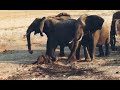 Elephant Give Birth To Twins