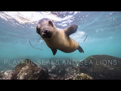 Playful Seals & Sea Lions California Sea Lion | a 1-hour Undersea Film in 8K