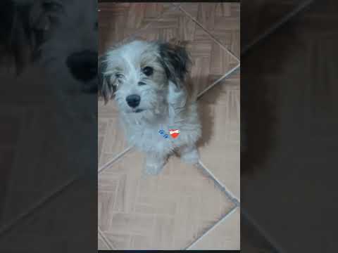 porfavor ayudame a encontrar  mi perro se busca en Bolivia chuquisaca Camargo  perdió el 28/11/2025