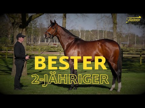 Deckhengst: Der beste zweijährige Deutschlands – ALSON