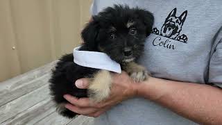 Video preview image #1 Chihuahua-Unknown Mix Puppy For Sale in Bandera, TX, USA
