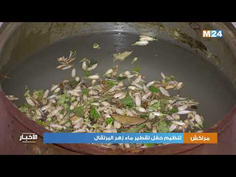 تنظيم حفل تقطير ماء زهر البرتقال بمراكش