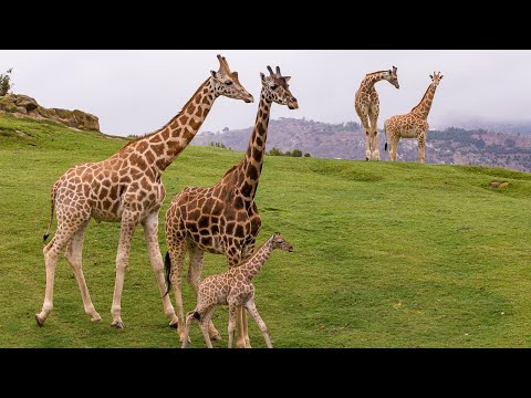 Welcome to the San Diego Zoo Safari Park