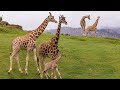 Welcome To The San Diego Zoo Safari Park
