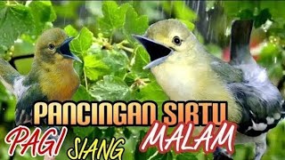 Download lagu Pancingan sirtu pagi,siang malam terbaik sepanjang masa,ampuh bikin emosi lawan mp3
