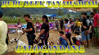Download lagu BURU ALEK TANAH SIRAH GALOGANDANG SABANA MANTAP mp3