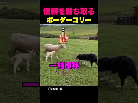 信頼を勝ち取るボーダーコリー #ボーダーコリー #牧羊犬 #犬と羊 #ほっこり動物 #ぎゅっとZOO