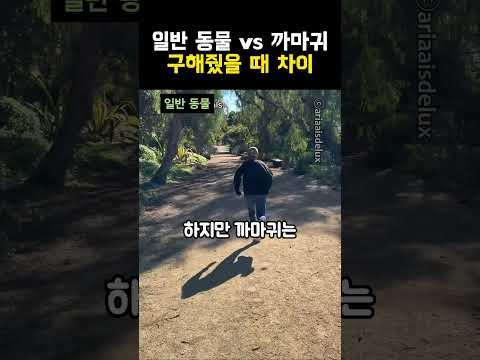 일반 동물 vs 까마귀 구해줬을 때 차이
