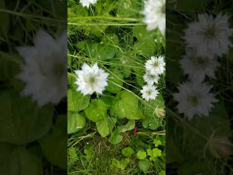 #juneflowertime #prettylittlebaby #flowers