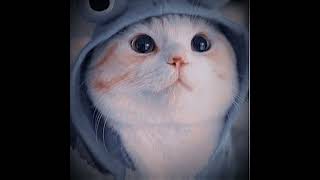 Download lagu SHARE FOTO KUCING LUCU #kucinglucu #pinterest #kucingimut #kucingcomel #foryou mp3