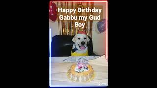 Gabbroo's #Birthday Celebration#cute# Labrador