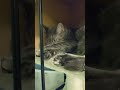 Grey Tabby Cat Sleeping Shorts