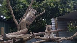 preview picture of video 'Koalas relaxing in the Gums'