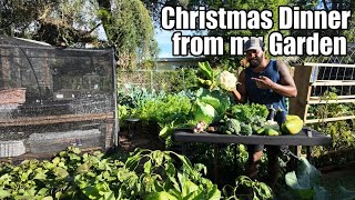 Harvesting Christmas Dinner From My Urban Garden | Real Homestead Life