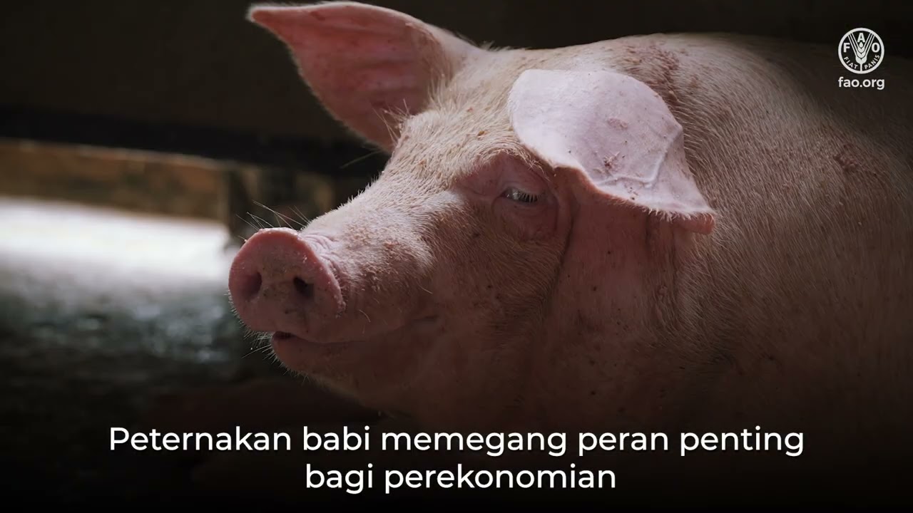 Program CABI di Sulawesi Utara