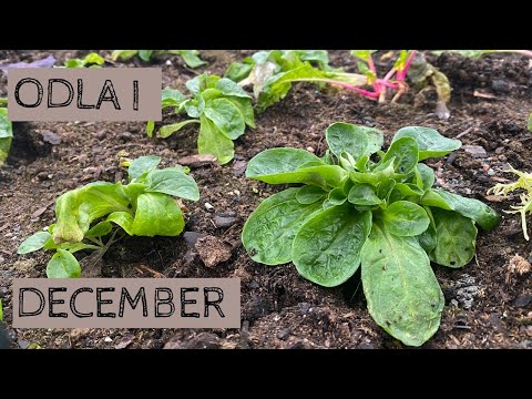 Odla i DECEMBER - Jag sår kruktomater och kollar till växthuset