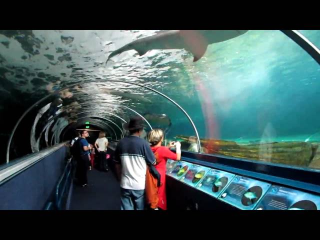Sydney Aquarium - Darling Harbour