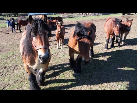 Caii lui Dan Visa de la Saradis, Cluj - 2022 Nou!!!