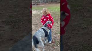 Video preview image #1 Mutt Puppy For Sale in Garden City, NY, USA