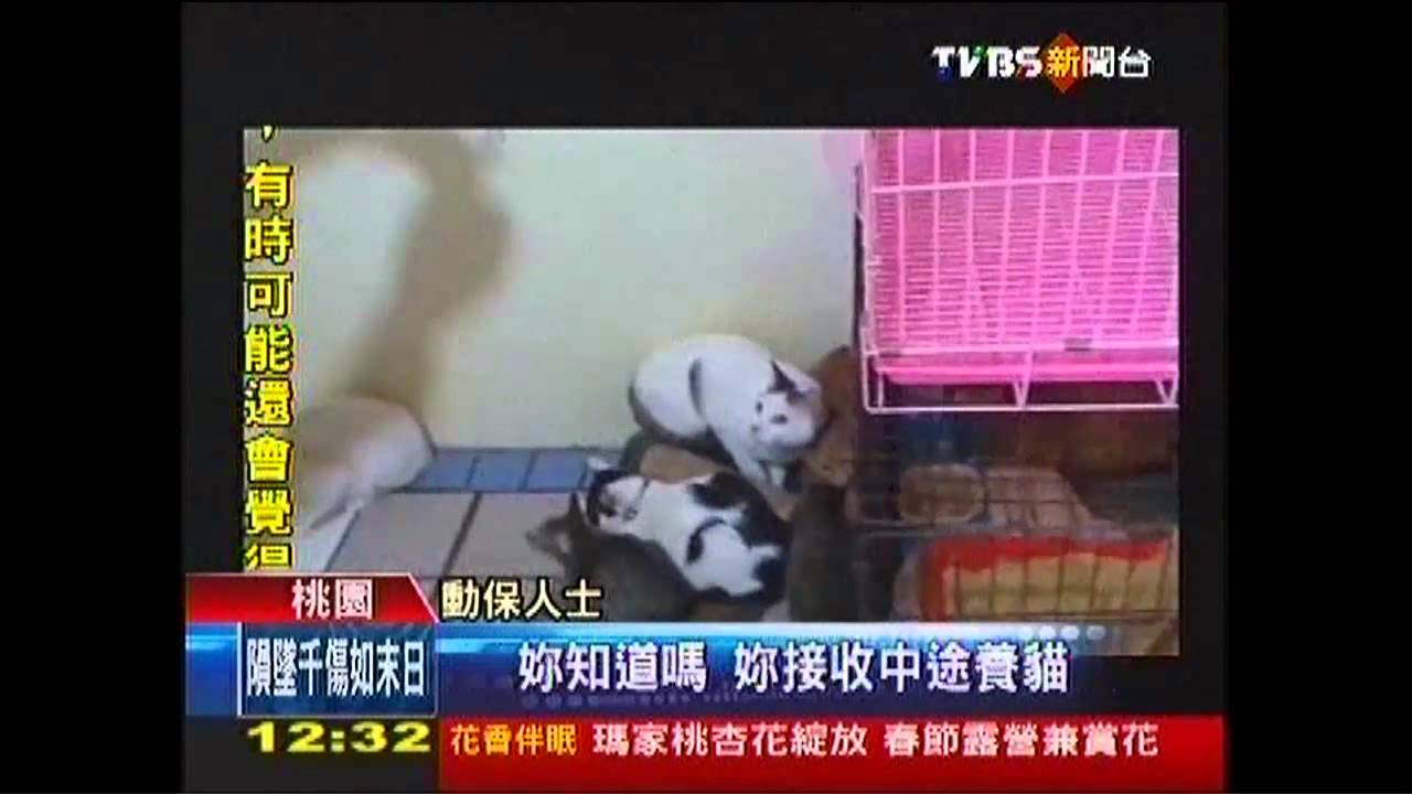 30貓擠一坪房! 流浪貓中途之家遭控斂財