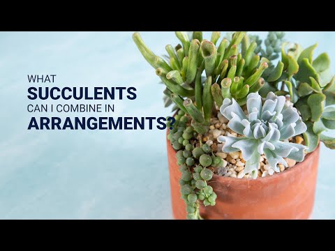 YouTube video about: Which succulents can be planted together?