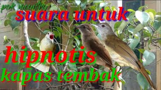 Download lagu kapas tembak ribut | suara pikat kapas tembak mp3