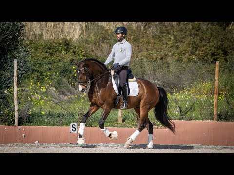 Horse for Sale |  Stunning crossbreed gelding suitable for amateur riders  (REF#699)