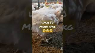 Download lagu Broiler Umur 30 Hari Masih bobot 1,3kg 😬😬😬🥺 mp3 Download lagu Broiler Umur 30 Hari Masih bobot 1,3kg 😬😬😬🥺 mp3